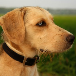 Dog Poop Pickup in Gibraltar Michigan