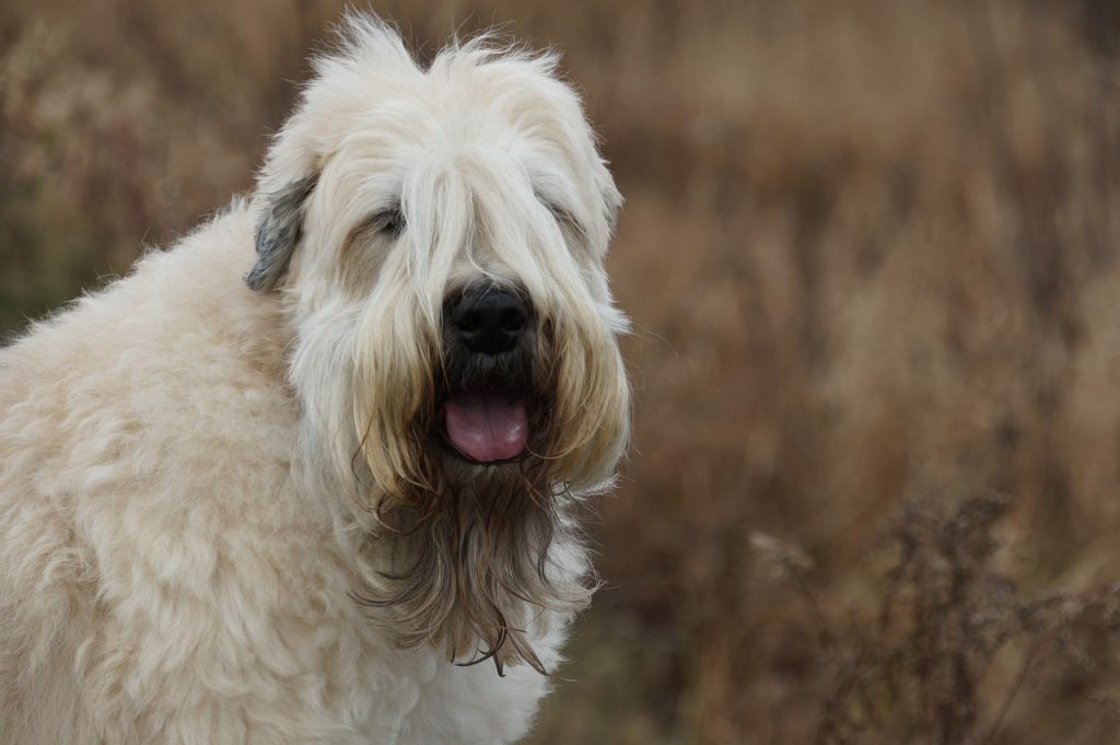 Dog Poop Pickup in Gibraltar Michigan